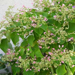 Hortensia grimpant 'Rose Sensation'® / Schizophragma hydrangeoides Rose Sensation